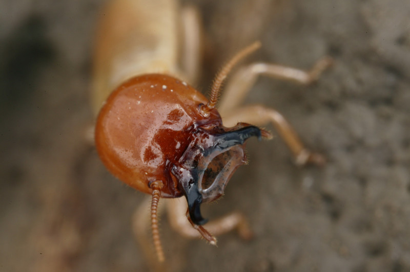 CSIRO_ScienceImage_3666_Mastotermes_darwiniensis_Giant_Northern_Termite