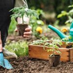 Tips for Thriving Garden