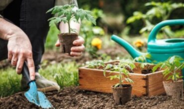 Tips for Thriving Garden